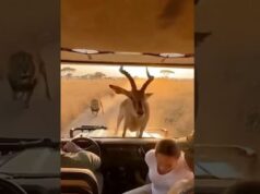 A Surprising Wildlife Moment: Deer Climbs Onto a Safari Jeep