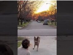 Lost Dog Comes Home After Years
