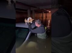 Rescuers Help a Dog in a Water-Filled Location