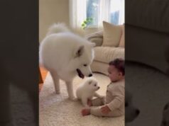A Doberman mother gave her puppy a “mini” gift…