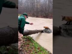 A Young Fox Kit Waits for Help as River Levels Rise