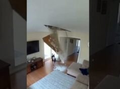 Border Collie Saves Baby from Falling Ceiling