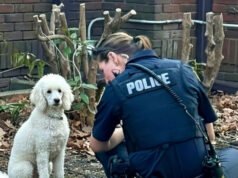 He Waited by the Gate Every Evening… But His Owner Would Never Come Home Again