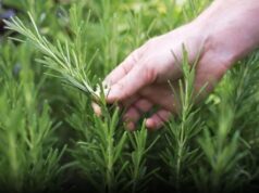 The Benefits of This Plant for Older People: A Natural Ally for Healthy Aging