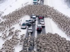 On the highway, drivers became witnesses to a Christmas miracle! thousands of reindeer ran onto the road, instantly creating a massive traffic jam