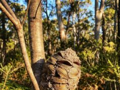 Woman Notices a Small Creature in the Forest — Then Realizes It’s Not What She Thought