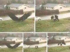 Wildlife Experts Study Rare Raptor Sightings in the Rio Grande Valley