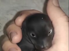 The Morning I Discovered a “Puppy” That Was Something Truly Unexpected
