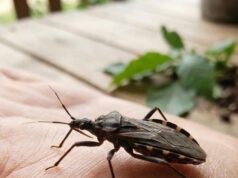 What to Know About Common Insect Bite Symptoms