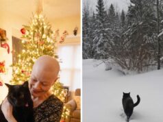 My Mother’s Cat Disappeared After Her Funeral—Then Returned With a Surprise on Christmas Eve