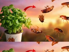 How a Simple Basil Plant Brought Peace Back Into My Home