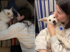 “Woman Gives Foster Dog One Last Night of Love Before He’s Euthanized: ‘Family for Just 24 Hours’”