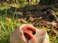 The Strange Discovery in My Garden That Taught Me an Unexpected Lesson