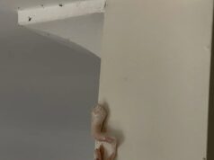 What a Pink, Crusty Wall Buildup Could Indicate About Your Home