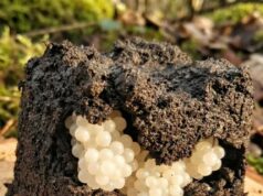 When a Routine Day in the Garden Took an Interesting Turn