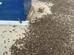 Why Bees Are Important and How They Support the Natural World