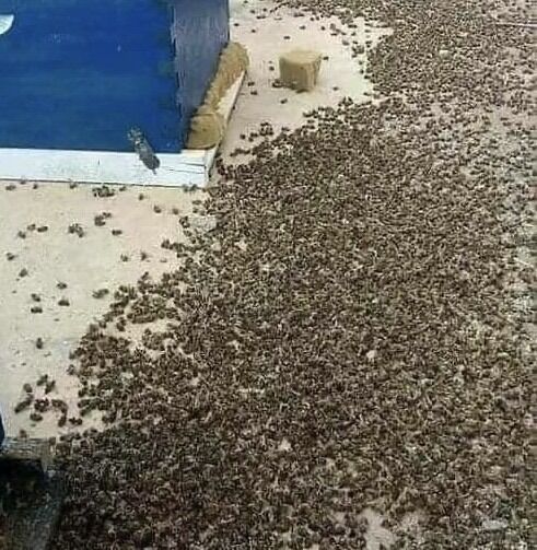 Why Bees Are Important and How They Support the Natural World