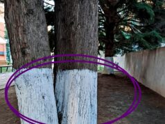 The Purpose Behind Painting Trees White