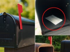 Why Insects Gather in Mailboxes During Summer and How to Prevent It