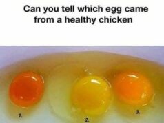 How to Tell If an Egg Came from a Healthy Chicken! 6 Signs of Superior Quality
