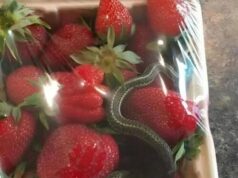 A basket of bright red strawberries, an expected treat – but it held a terrifying discovery