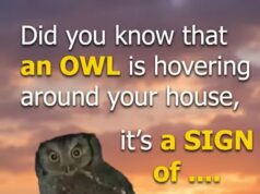 What It Means When an Owl Is Seen Near Your Home at Night