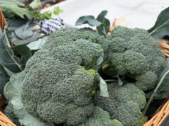 Doctors Share Insights on the Health Benefits of Eating Broccoli