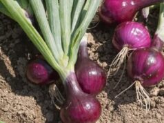 The Health Benefits of Eating Onions Regularly