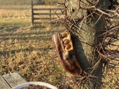 The Hidden Value of a Common Tree