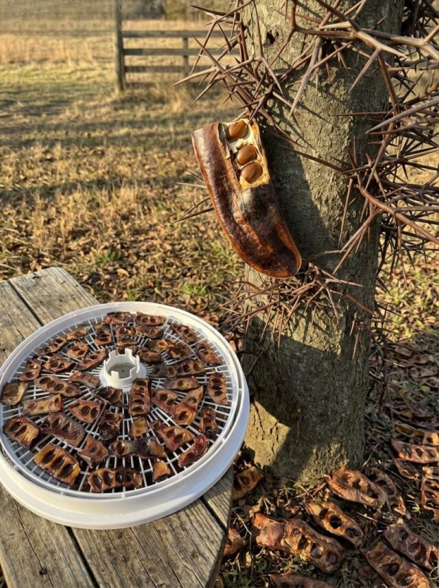 If this tree grows near you, you're sitting on gold without even realizing it... See more 😮👇