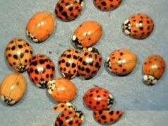 Yellow Ladybug Meaning: Symbolism and Interesting Facts