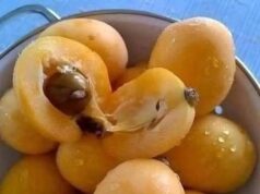 I Finally Discovered the Name of a Mysterious Fruit I’d Been Curious About for Years