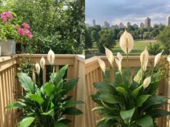 How to Support Peace Lily Growth and Flowering Naturally