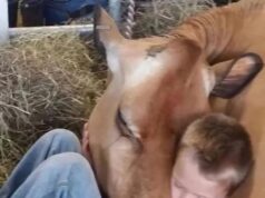 My Brother Wont Sleep in His Bed, He Says the Cow Knows the Truth!