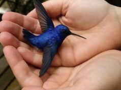 SOTD – Did You Know That If a Hummingbird Comes to Your Home, It Means Something Special?