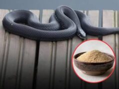 From Ammonia and Vinegar to Cinnamon Oil, Garlic, and Lemongrass, These Seven Strong Scents May Help Deter Snakes Around Your Home—But Experts Explain Why No Smell Works Forever, How to Use Them Safely, and What Real Prevention Steps Matter Most for Keeping Snakes Away Long-Term