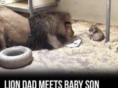 Lion father meets his newborn cub for the first time, the reaction is priceless!
