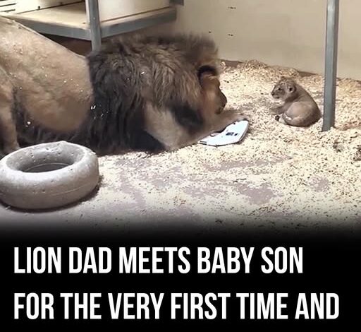 628442990_1199248275698542_7507495698693254093_n-512x470