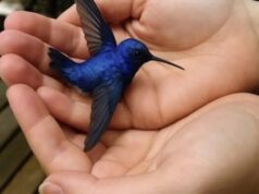 Did You Know That If a Hummingbird Comes to Your Home, It Means Something Special?!!