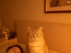 A Curious Nighttime Habit Our Cat Developed