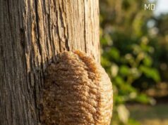 I Found a Hard, Foam-Like Brown Structure on My Fence — Here’s What It Could Be