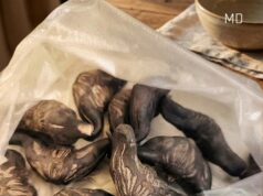 5 Warning Signs a Wild Forest Root May Not Be Safe to Eat