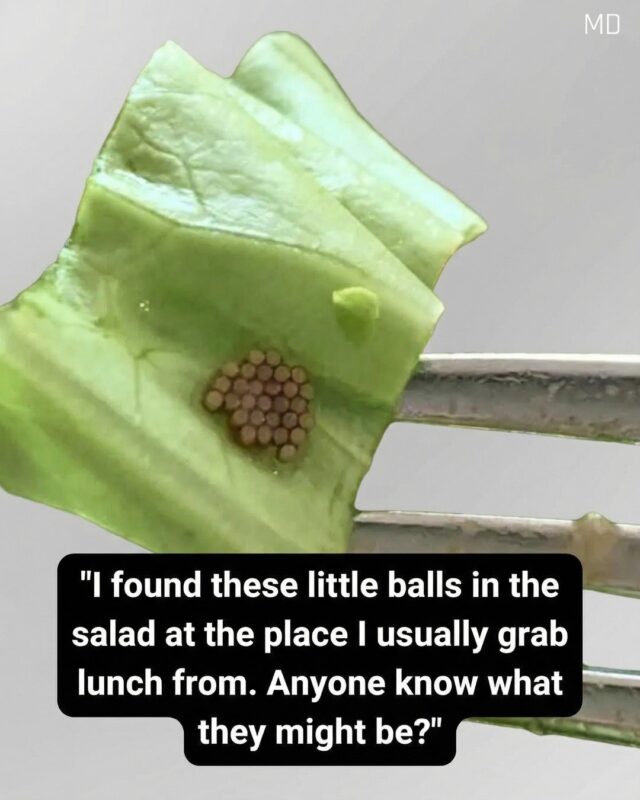 She Thought It Was Quinoa—Then She Looked Closer and Gagged 👀See more in 1st comment⬇️