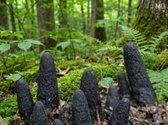 Mysterious Black Protrusions in Mulch: Here’s What They Are