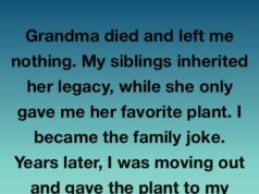 The Potted Puzzle: How a Spindly Houseplant Outlasted a Family Fortune