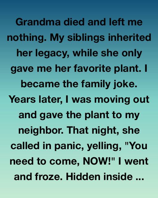 The Potted Puzzle How a Spindly Houseplant Outlasted a Family Fortune