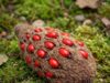 Strange Fuzzy Cone with Bright Red Seeds Found in the Yard — Here’s What It Is