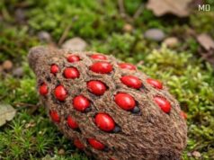 Strange Fuzzy Cone with Bright Red Seeds Found in the Yard — Here’s What It Is