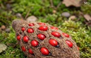 Strange Fuzzy Cone with Bright Red Seeds Found in the Yard — Here’s What It Is