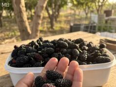 Have You Tried This Seasonal Fruit? Discover Its Nutritional Benefits and the Best Way to Enjoy It